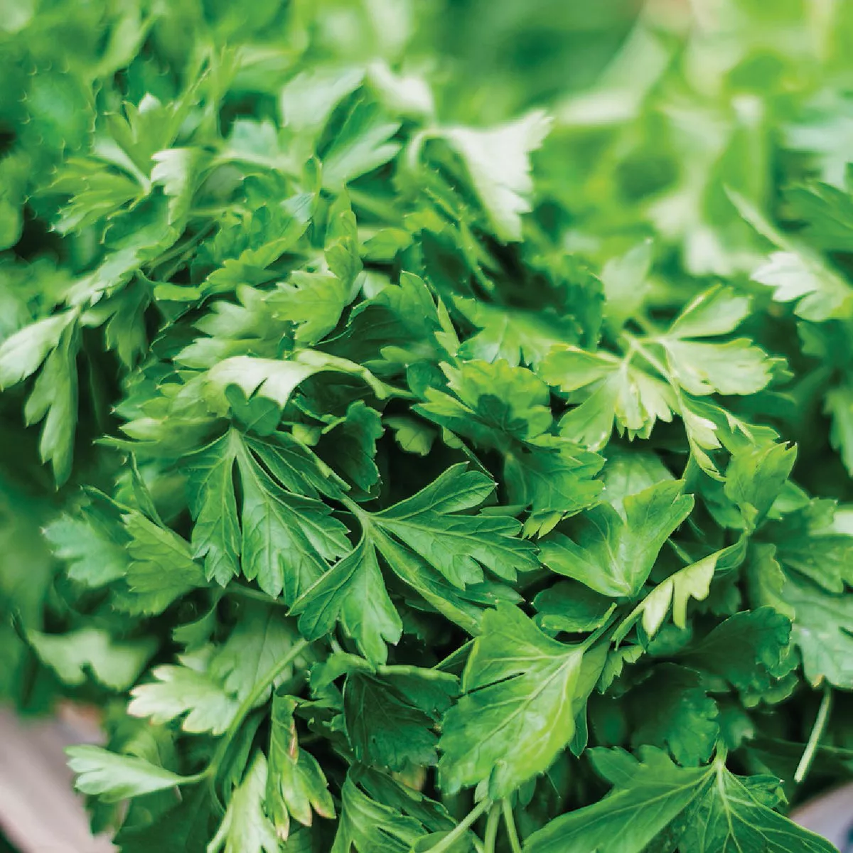 Wetsel Seed Palin (Single) Parsley Herb Seed Packet - photo 3