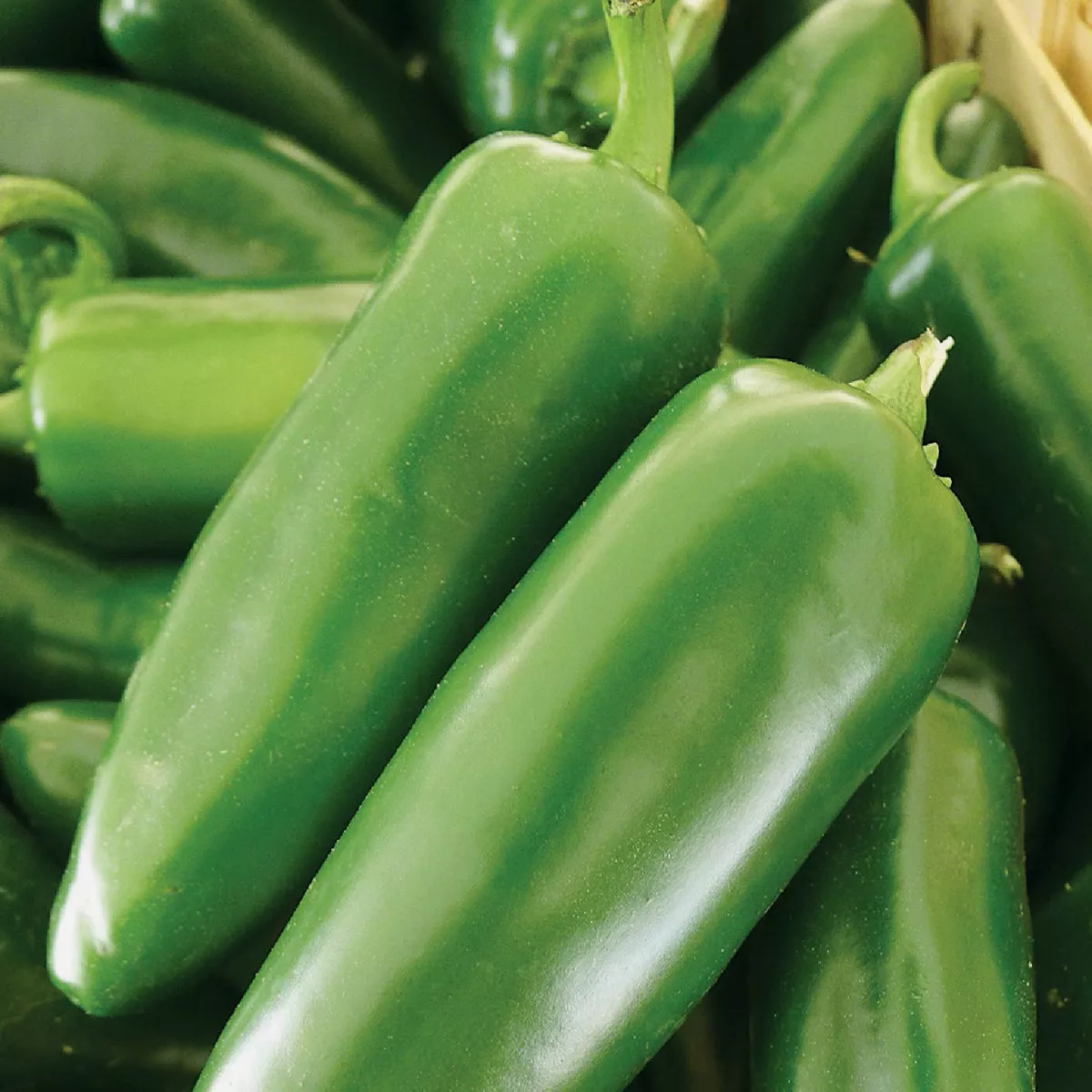 Wetsel Seed Jalapeni M Peppers Seed Packet - photo 2