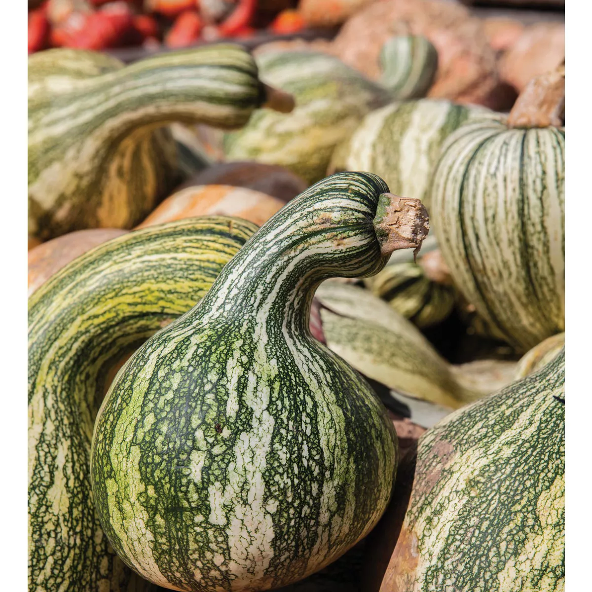 Wetsel Seed Green Striped Cushaw Pumpkin Seed Packet - photo 2