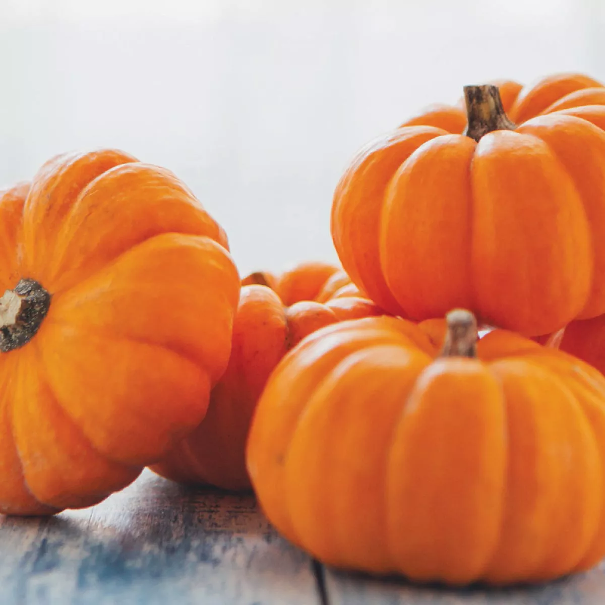 Wetsel Seed Jack Be Little Pumpkin Seed Packet - photo 2