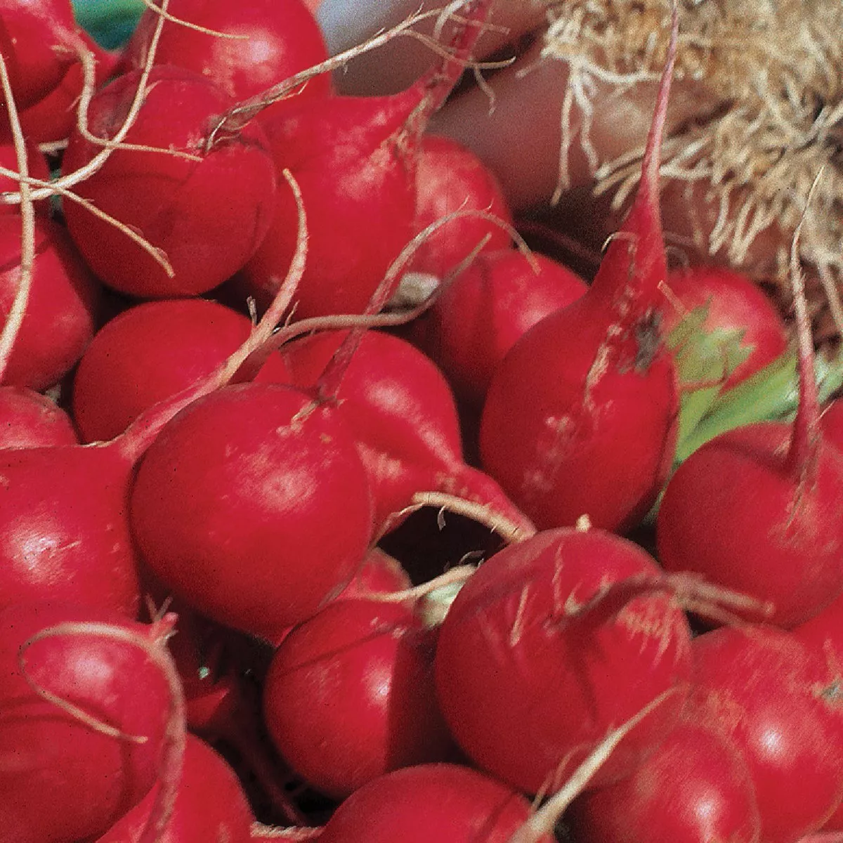 Wetsel Seed Champion Radish Seed Packet - photo 2