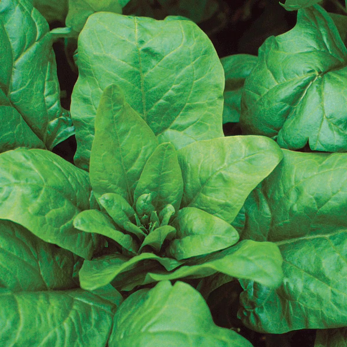 Wetsel Seed Bloomsdale Long Standing Spinach Seed Packet - photo 2