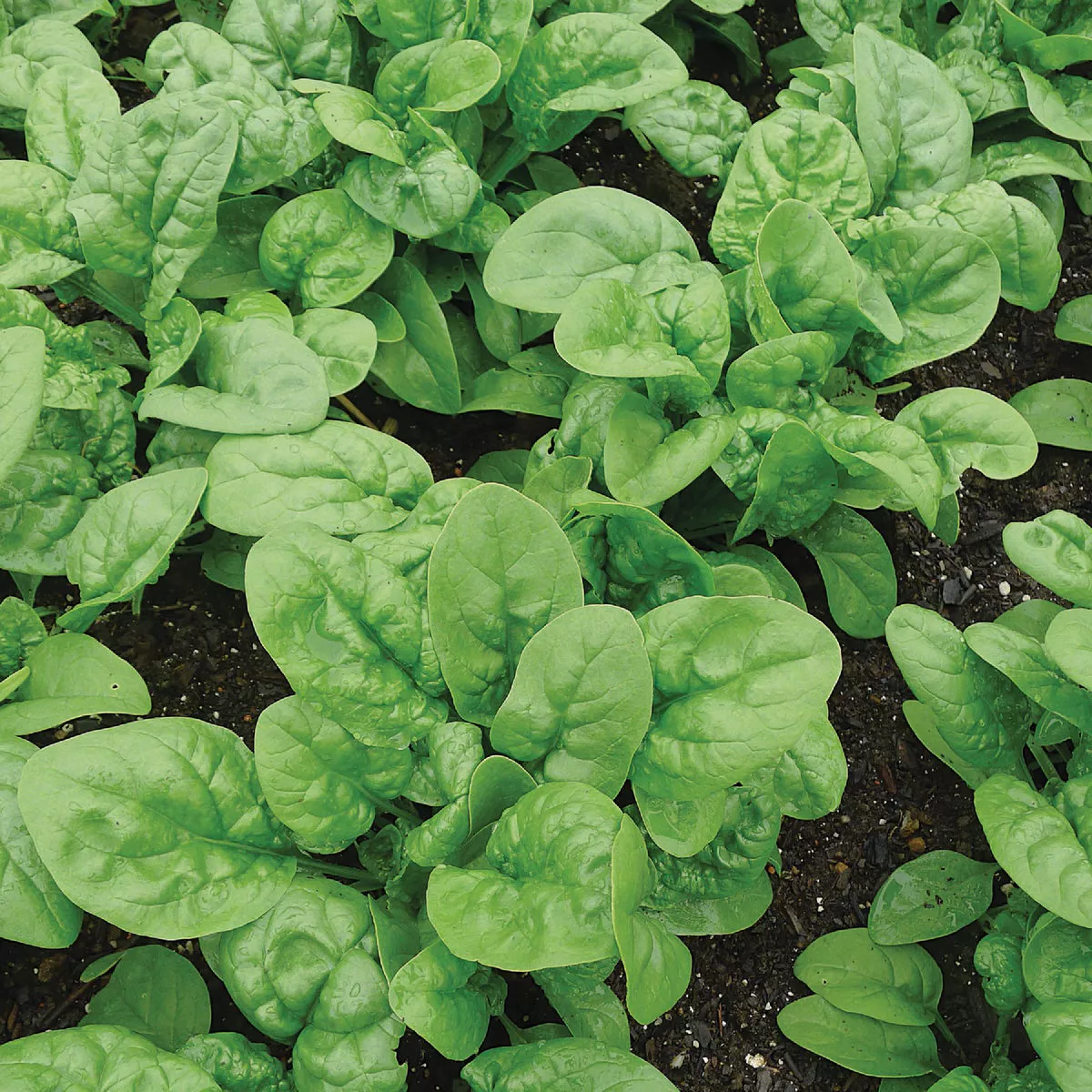 Wetsel Seed Early Hybrid #7 Spinach Seed Packet - photo 2