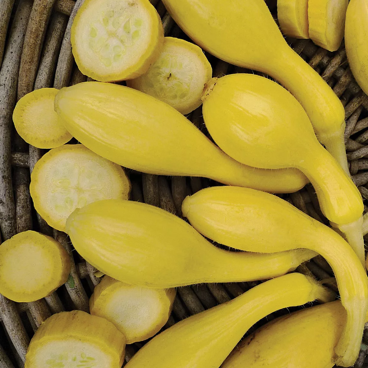 Wetsel Seed Golden Crookneck (Zucchini) Squash Seed Packet - photo 2