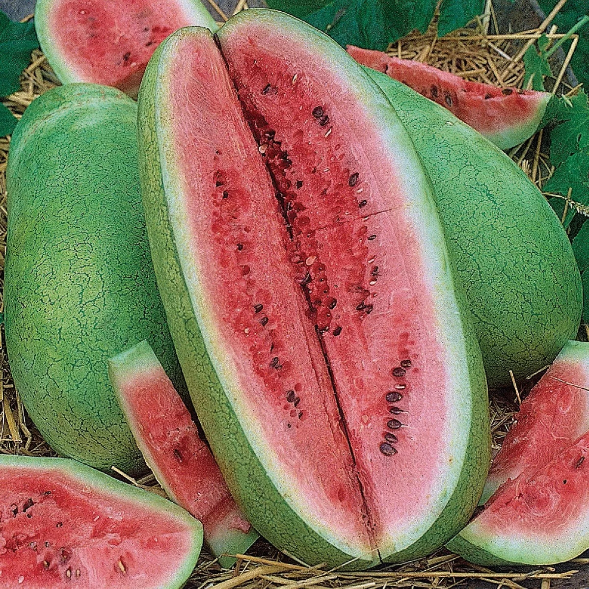 Wetsel Seed Charleston Grey #133 Watermelon Seed Packet - photo 2