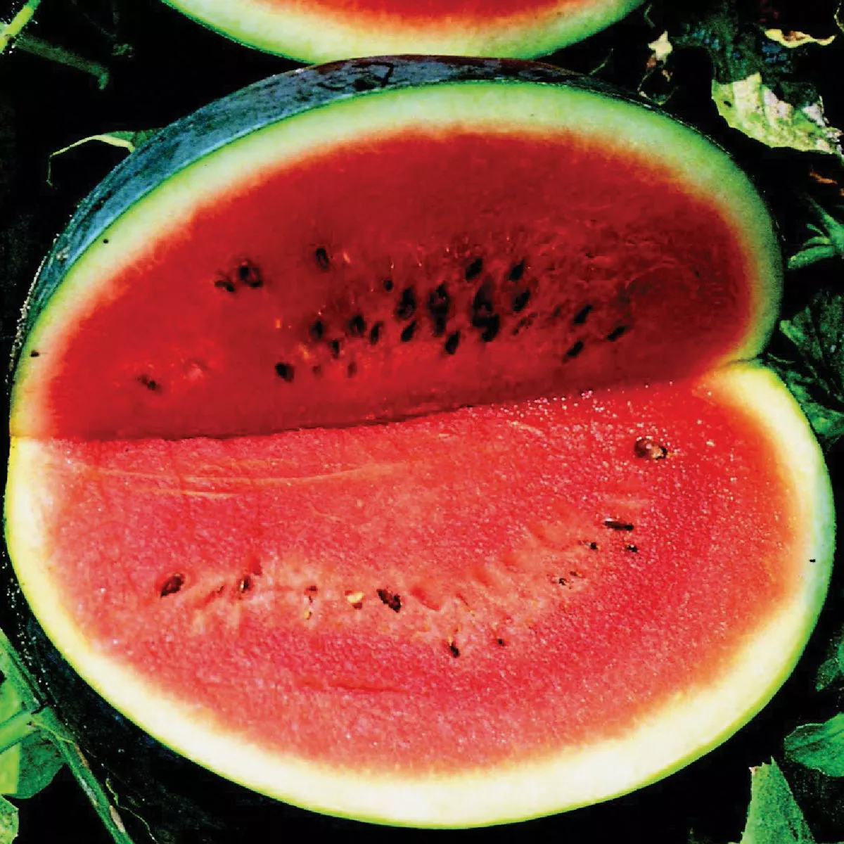 Wetsel Seed Sugar Baby Watermelon Seed Packet - photo 2