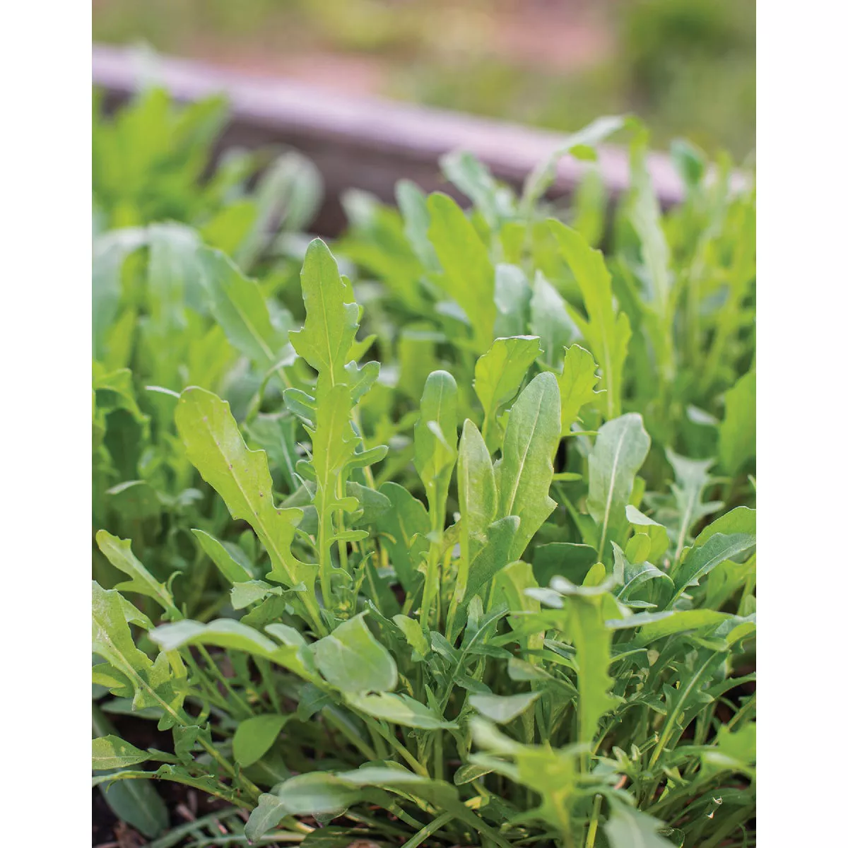 Wetsel Seed Rocket Arugula Herb Seed Packet - photo 3