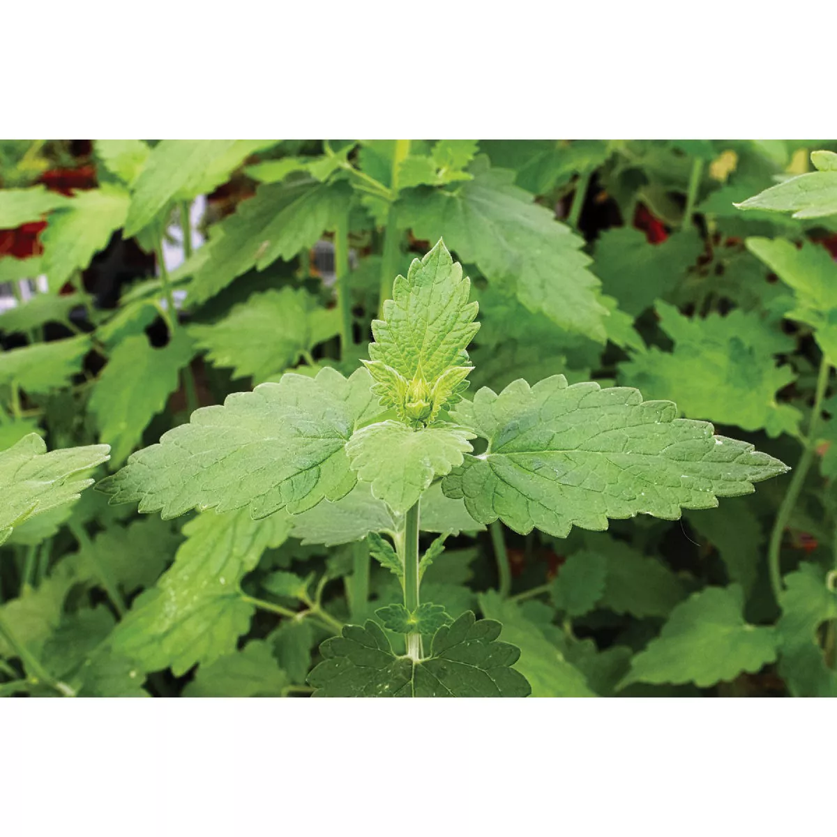 Wetsel Seed Catnip Herb Seed Packet