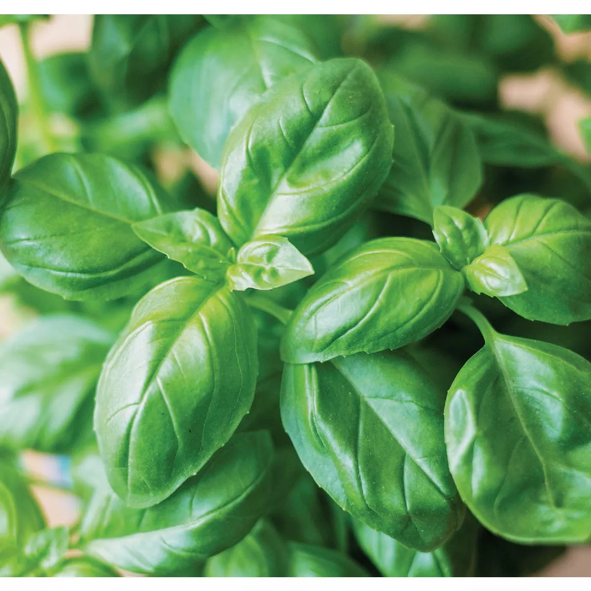Wetsel Seed Sweet Basil Herb Seed Packet - photo 3