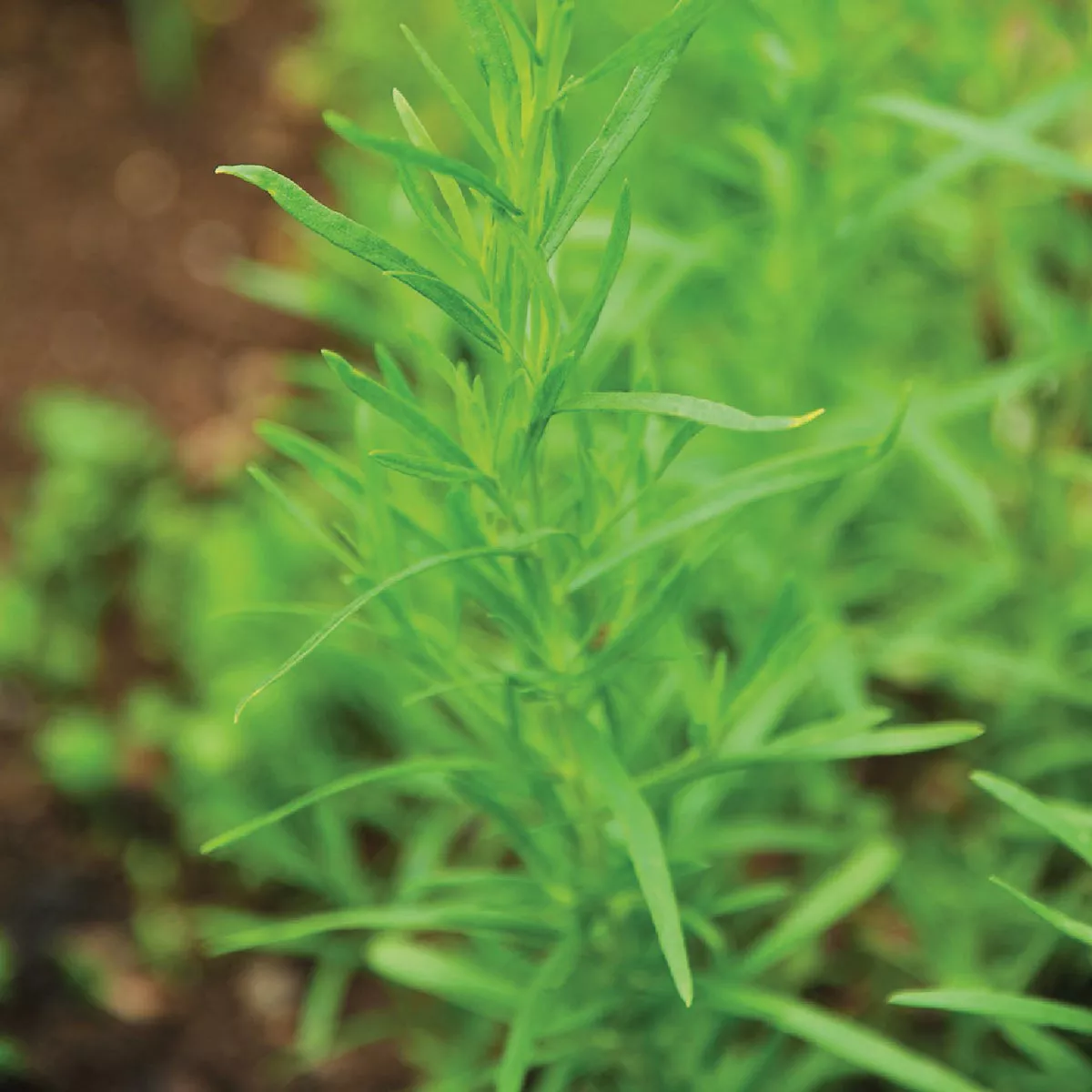 Wetsel Seed Russian Tarragon Herb Seed Packet - photo 3