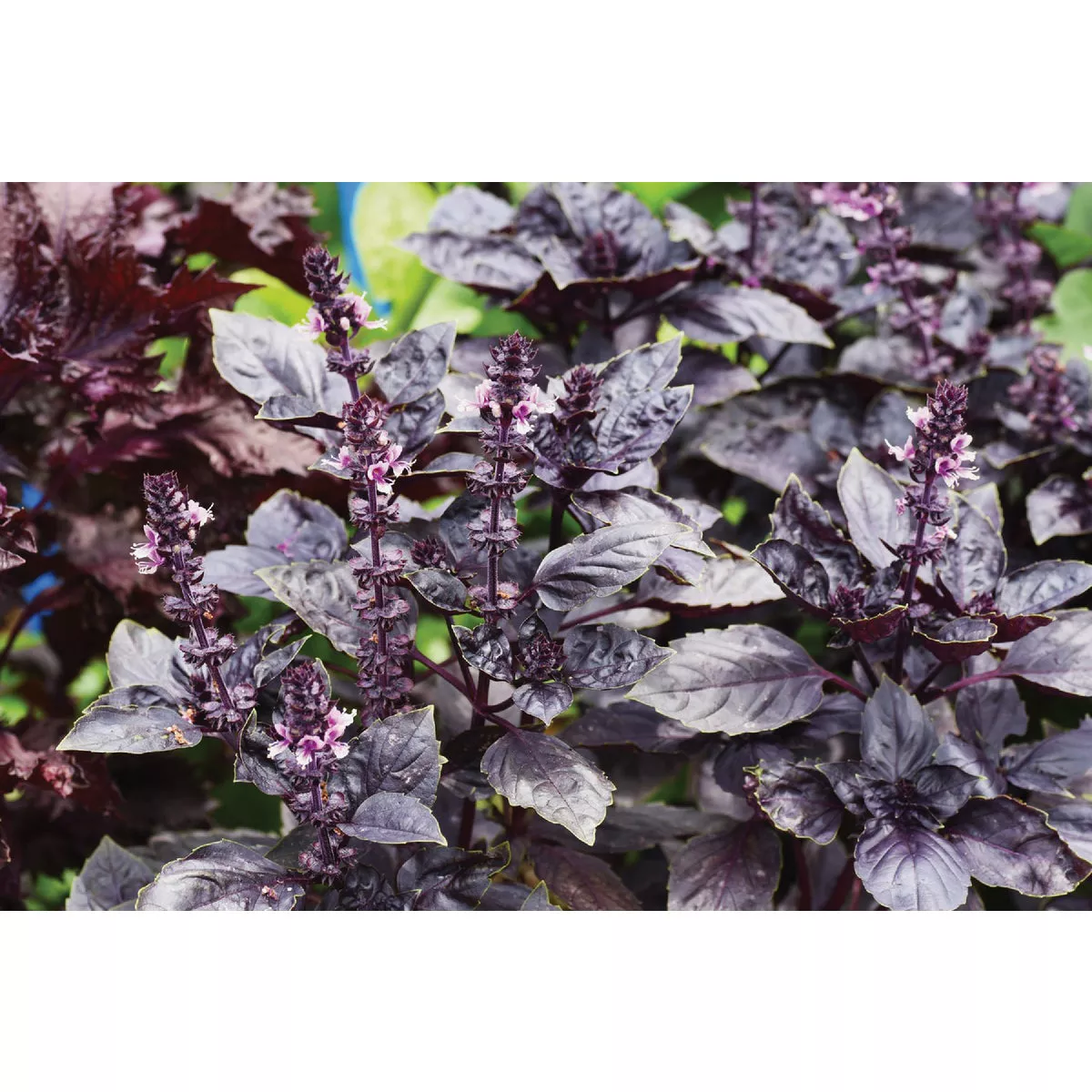 Wetsel Seed Purple Ruffles Basil Herb Seed Packet