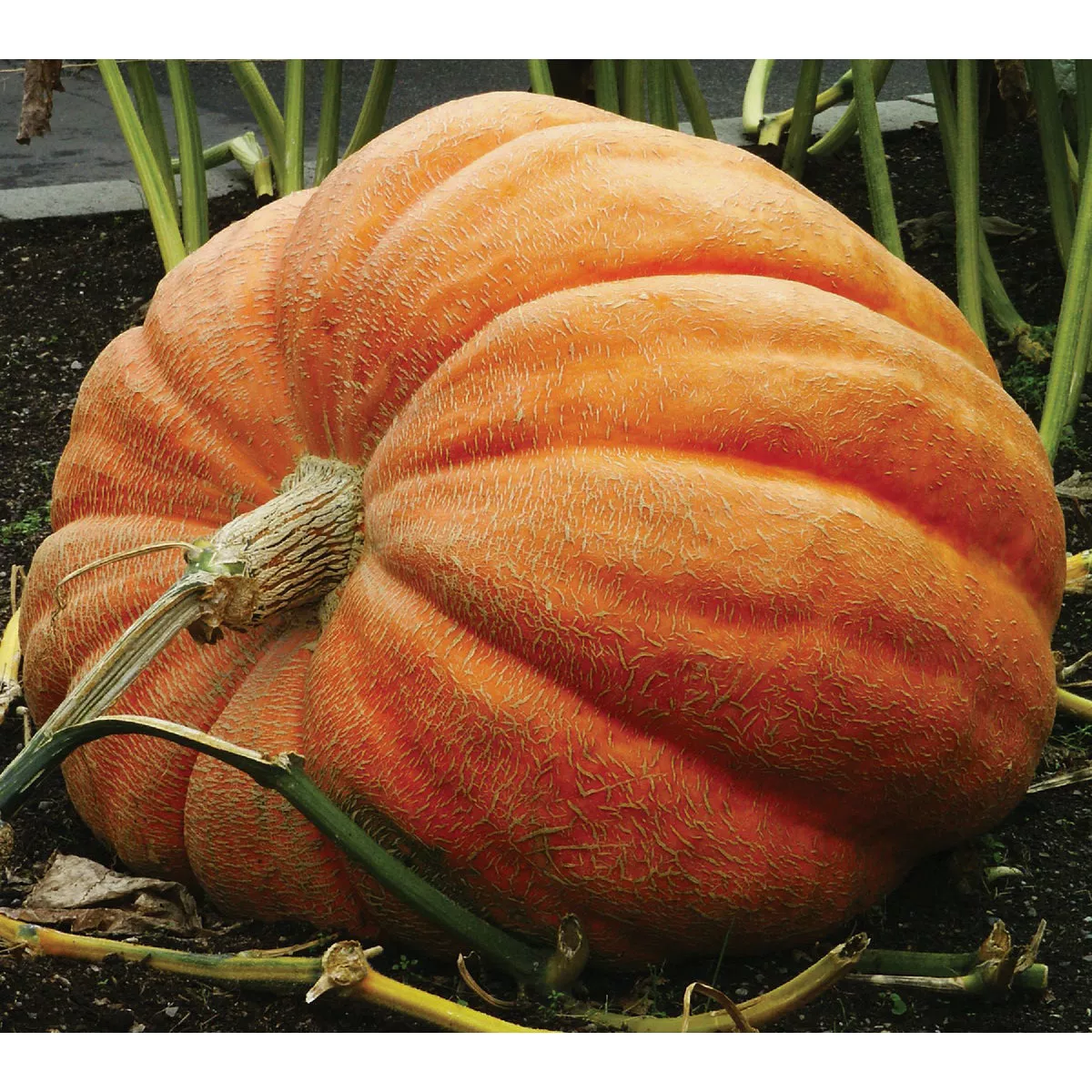 Wetsel Seed Heirloom Big Max Pumpkin Seed Packet - photo 2