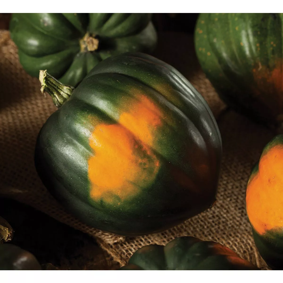 Wetsel Seed Heirloom Table Queen Squash Seed Packet - photo 2