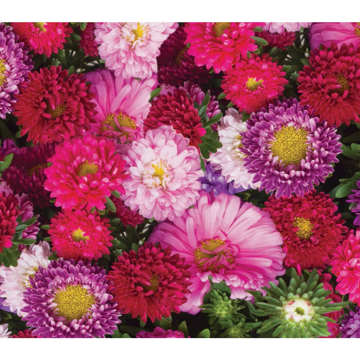 Wetsel Seed Powderpuff Aster Flower Seed Packet