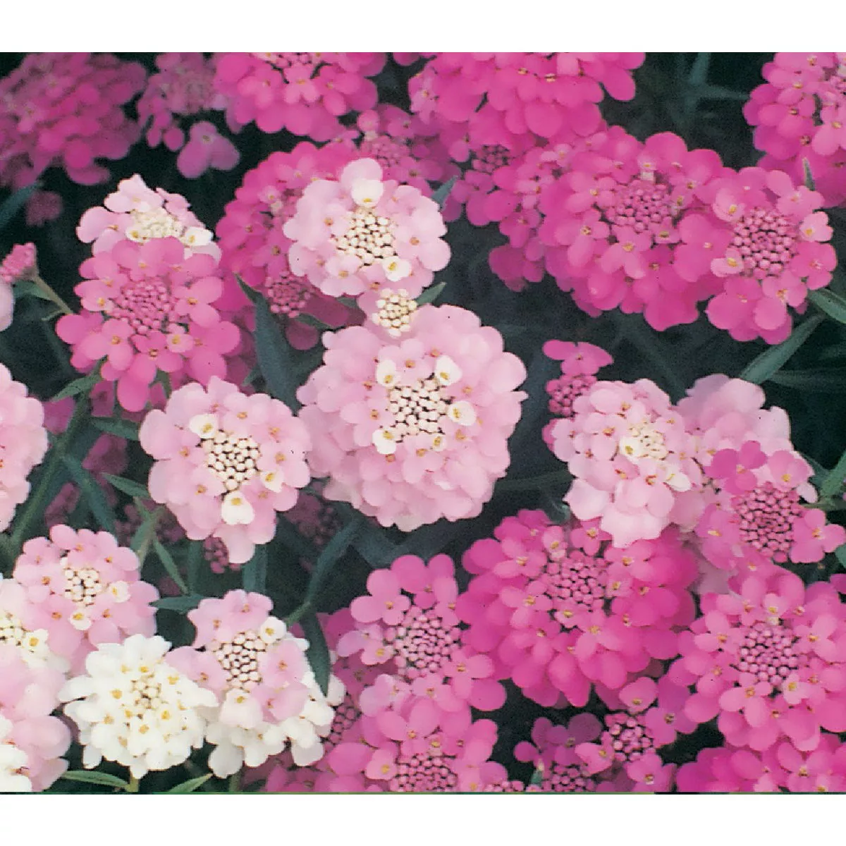 Wetsel Seed Dwarf Fairy Mix Candytuft Flower Seed Packet