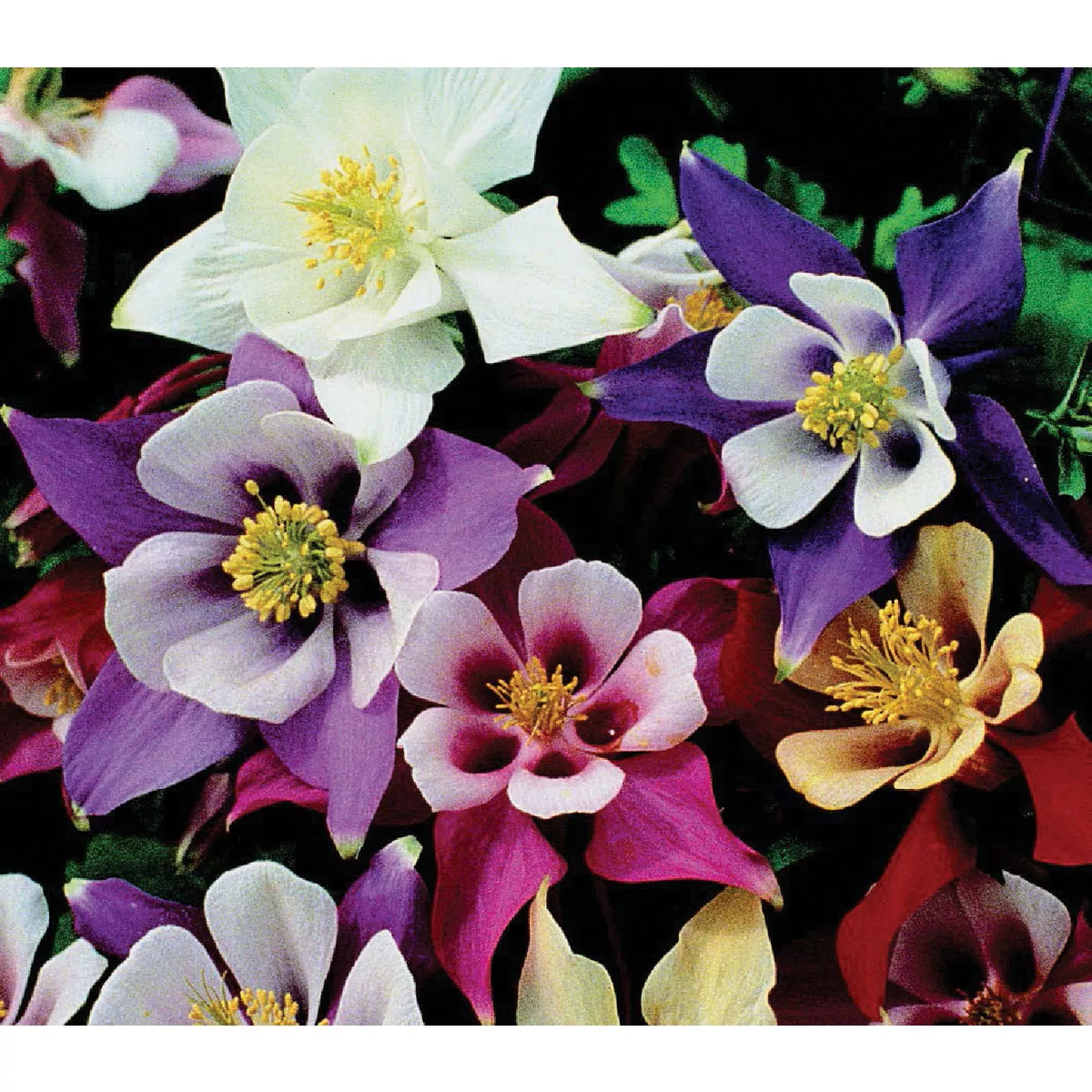 Wetsel Seed Mixed Columbine Flower Seed Packet