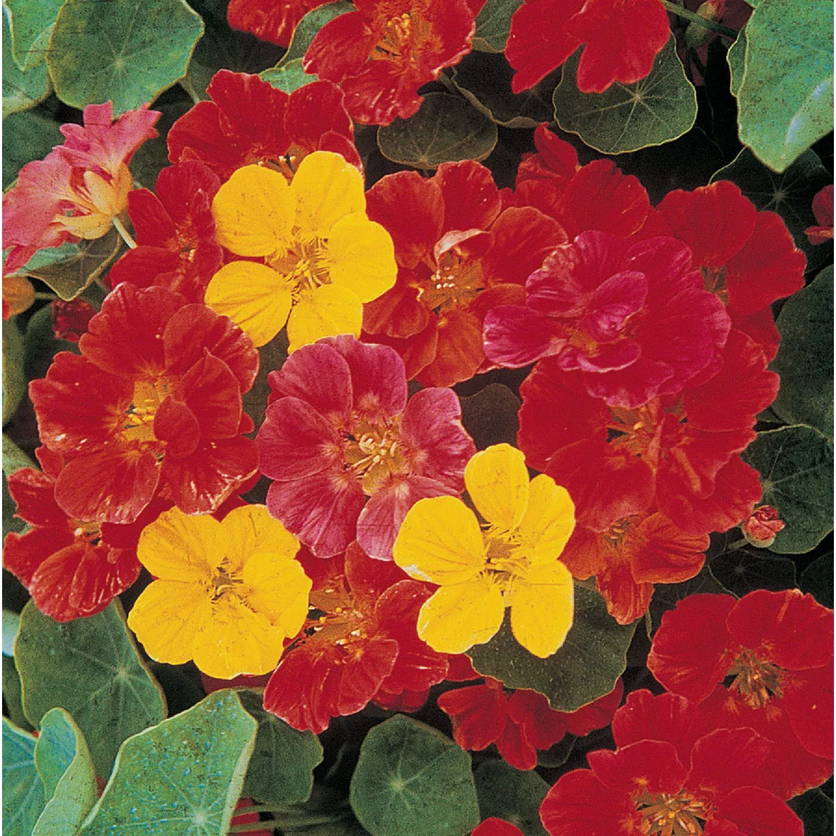 Wetsel Seed Jewel Mix Nasturtium Flower Seed Packet