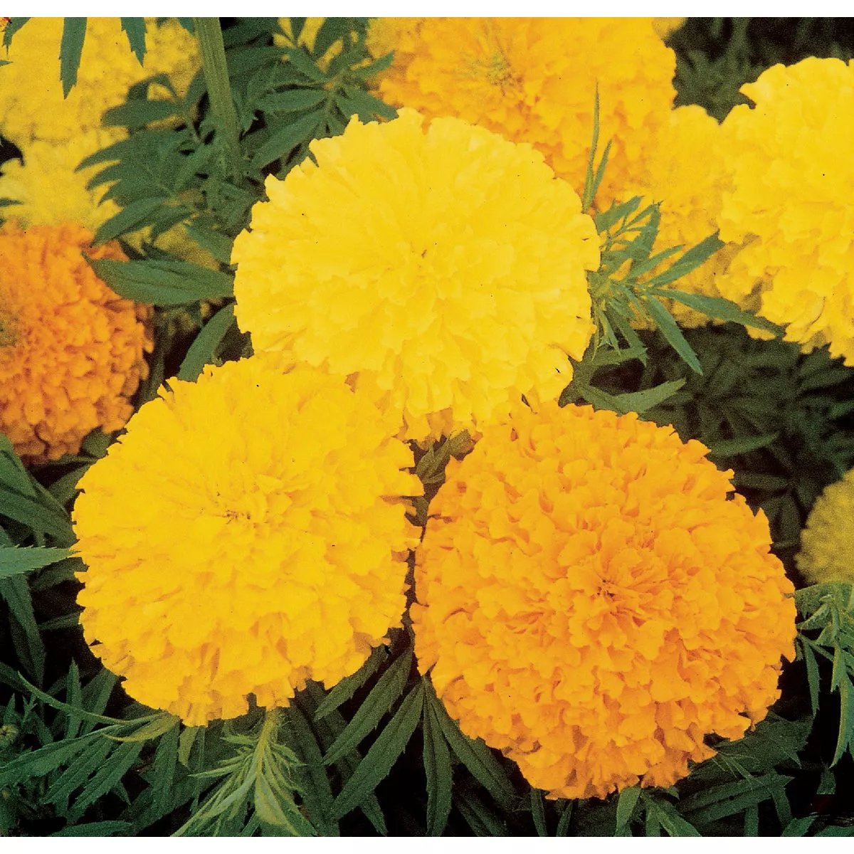 Wetsel Seed Crackerjack Mix Marigold Flower Seed Packet