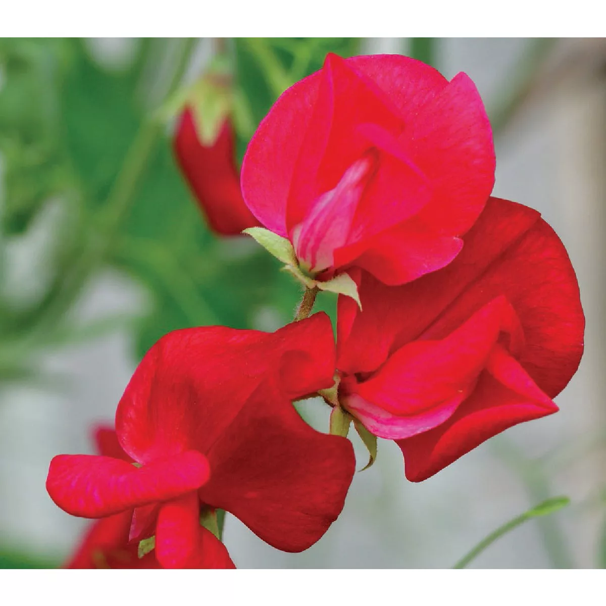 Wetsel Seed Royal Scarlet Sweet Peas Flower Seed Packet