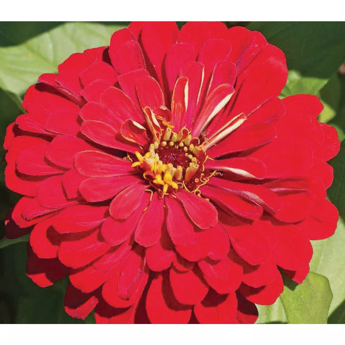 Wetsel Seed Cherry Queen Zinnia Flower Seed Packet