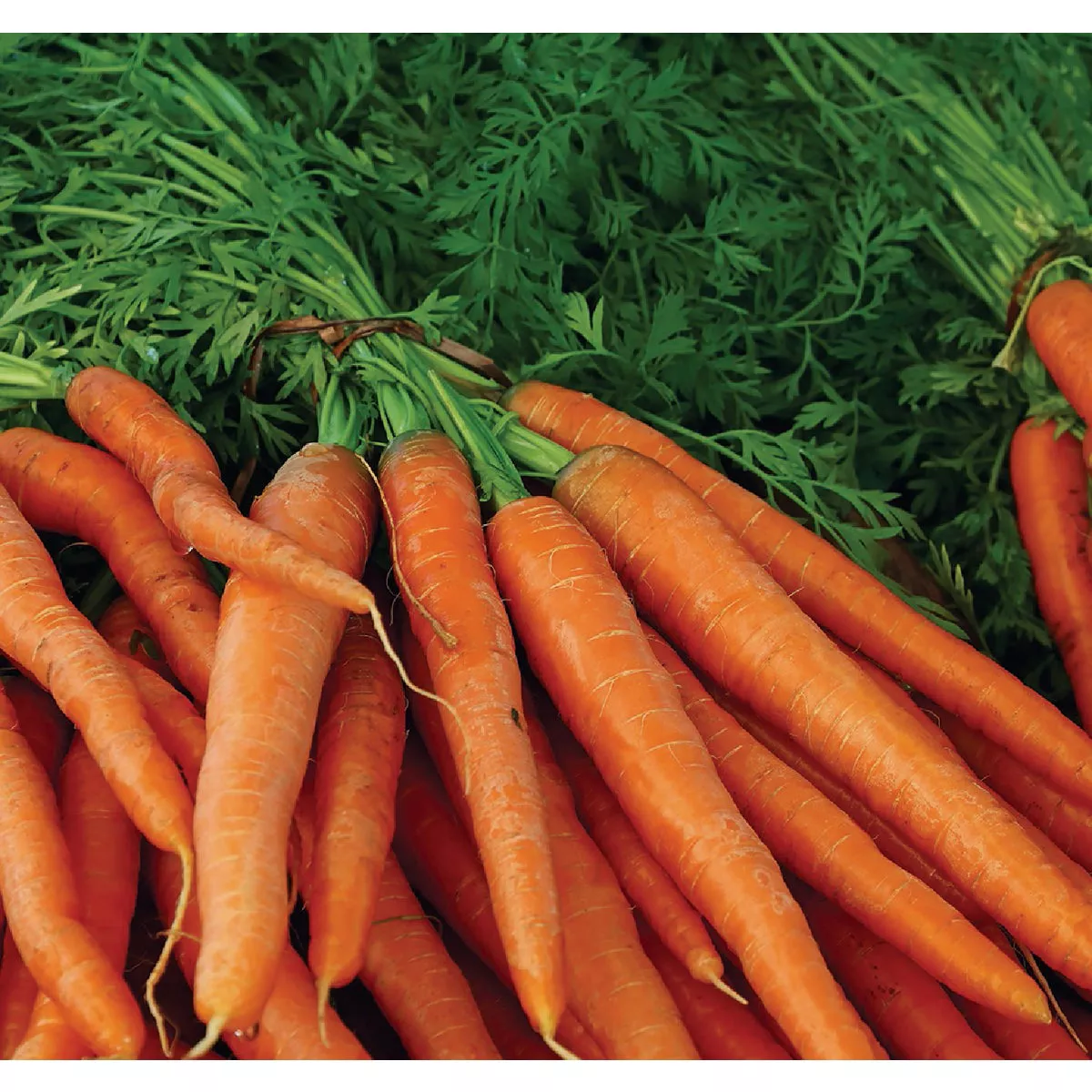 Wetsel Seed Organic Danver Carrot Seed Packet - photo 2