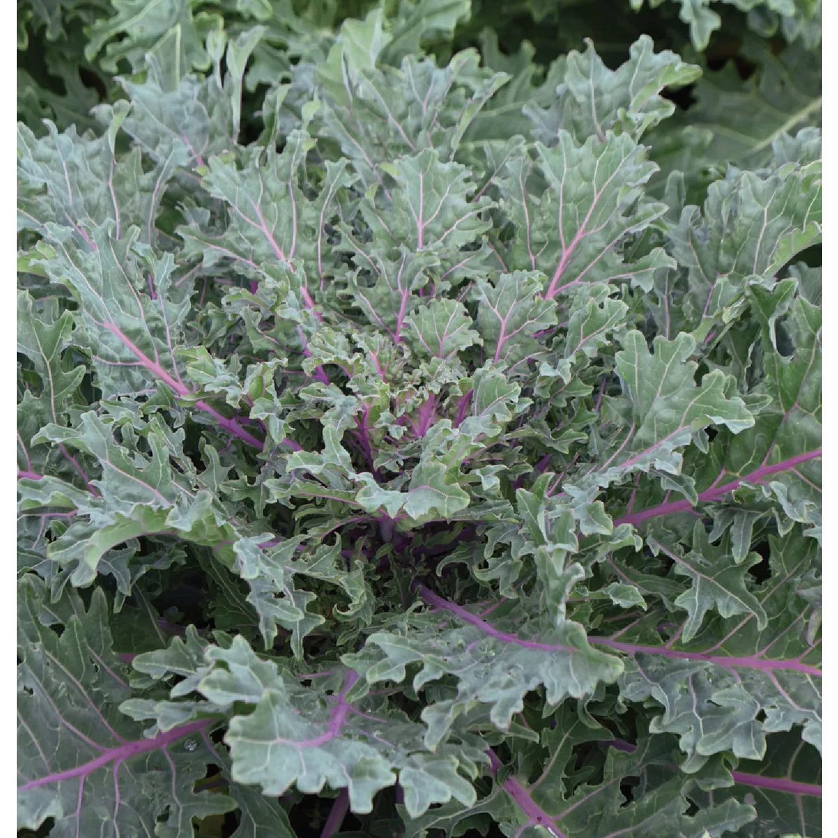 Wetsel Seed Organic Red Russian Kale Seed Packet - photo 2
