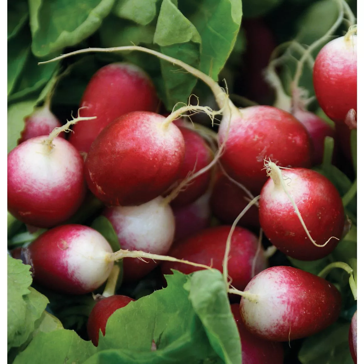 Wetsel Seed Organic Sparkler White Tip Radish Seed Packet - photo 2