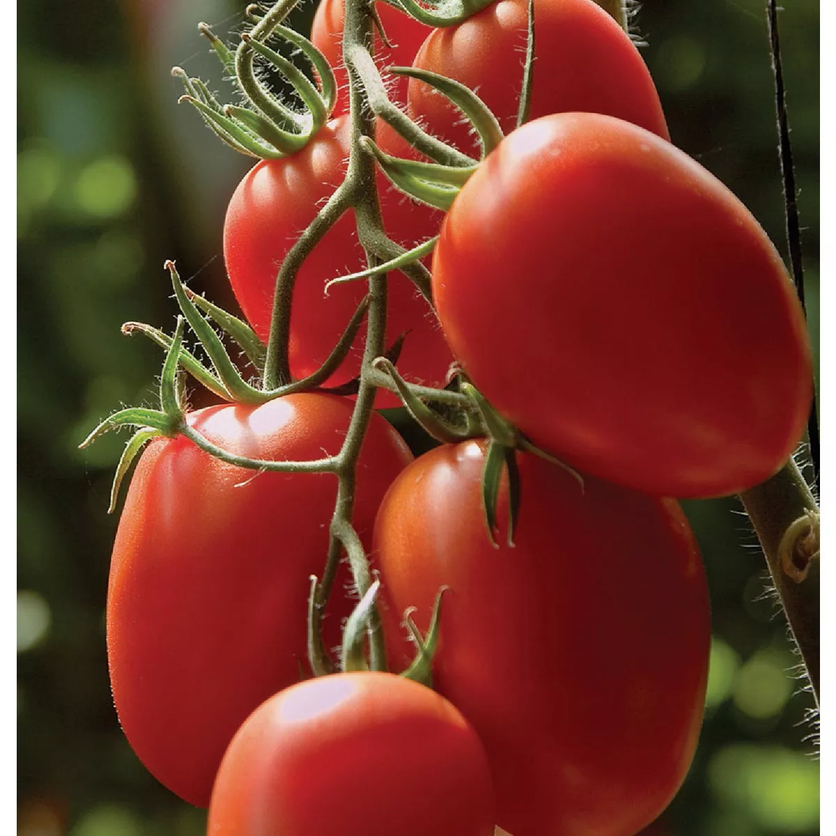 Wetsel Seed Organic Roma Tomato Seed Packet - photo 2