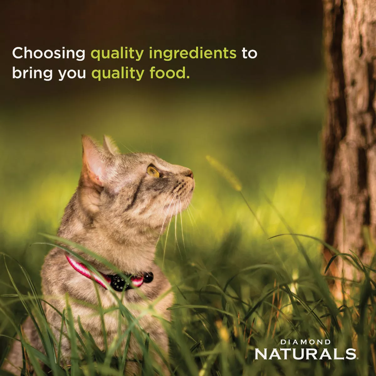 Diamond Naturals 6 Lb. Active Cat Chicken Meal & Rice Formula Dry Cat Food