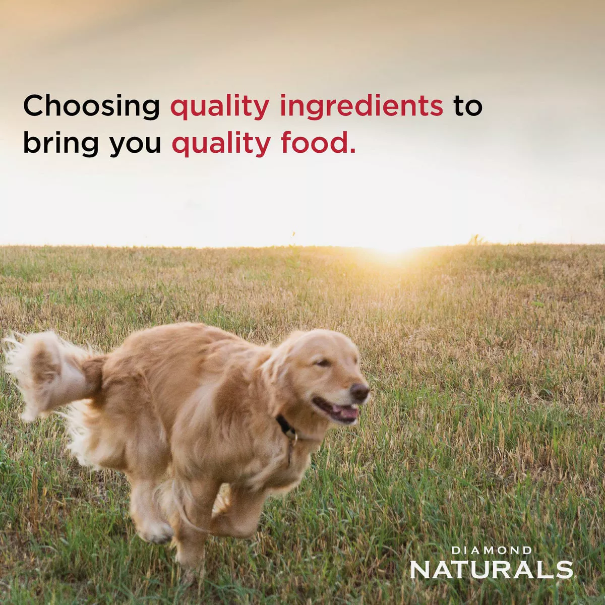 Diamond Naturals 15 Lb. Adult Lamb Meal & Rice Formula Dry Dog Food