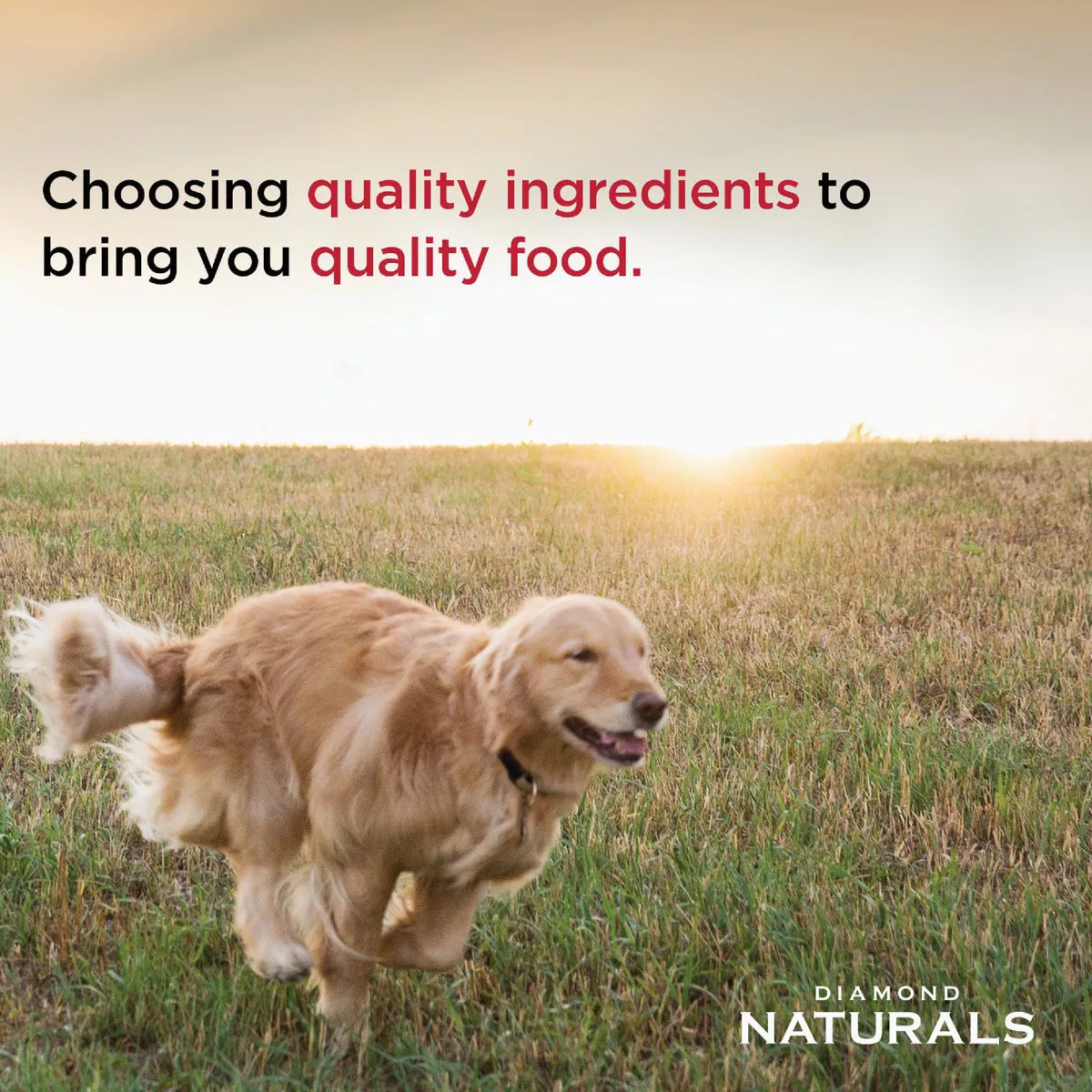 Diamond Naturals 13.2 Oz. Beef Dinner Adult Dog & Puppy Wet Food