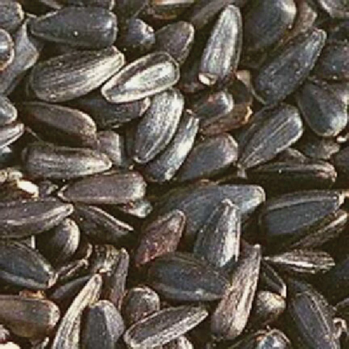 Nature's Window 50 Lb. Black Sunflower Seed