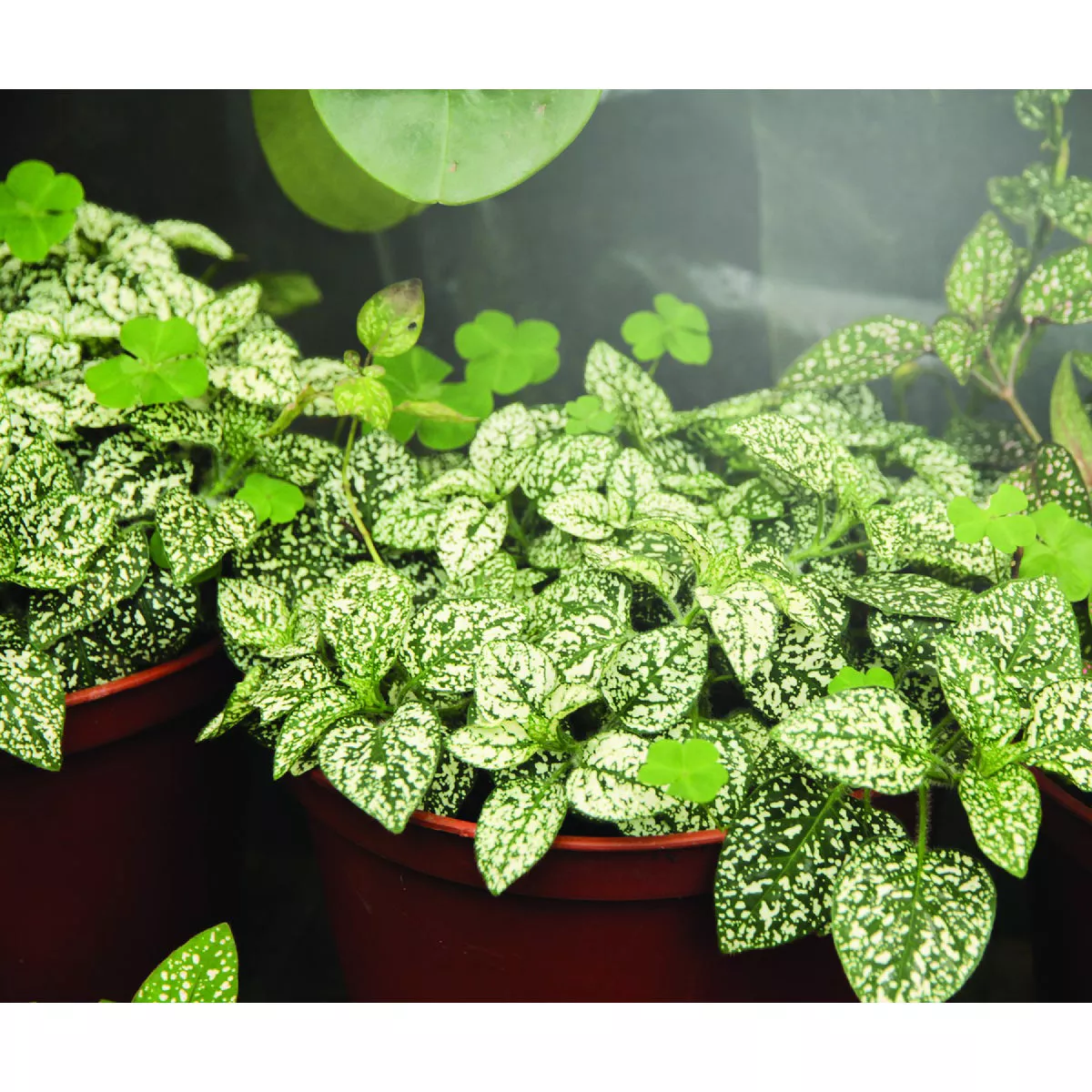 Miracle LED Absolute Daylight 9W Soft White Full Spectrum Grow Lite Bulb - photo 5