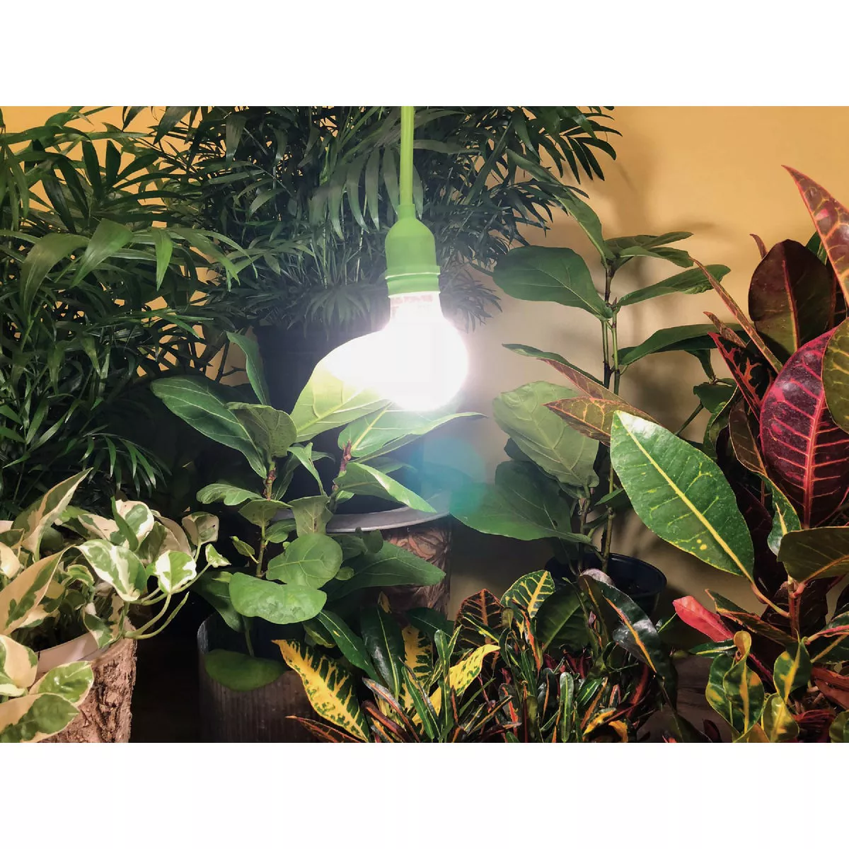 Miracle LED Absolute Daylight 9W Soft White Full Spectrum Grow Lite Bulb - photo 4