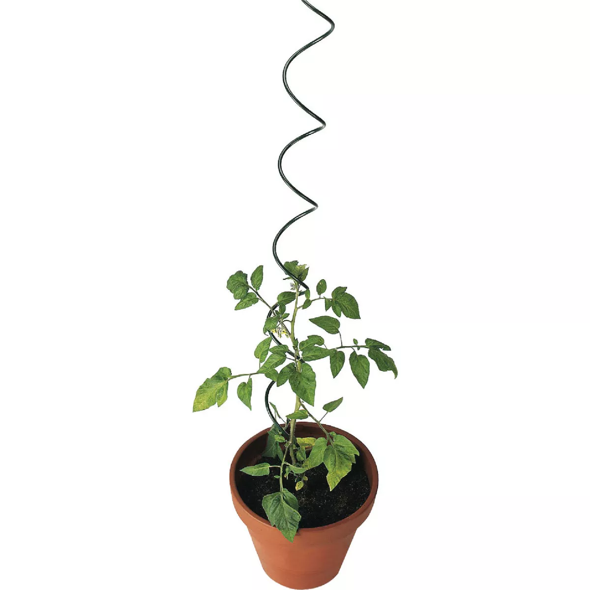 Gardman 72 In. H. x 2 In. Dia. Green Steel Spiral Plant Stake