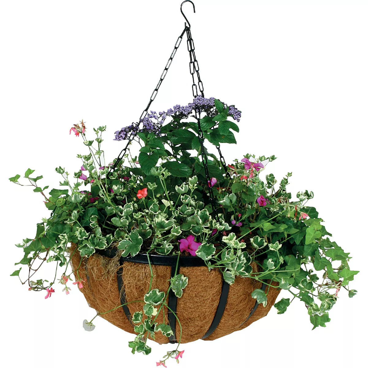 Gardman 14 In. Black Steel Forge Hanging Basket