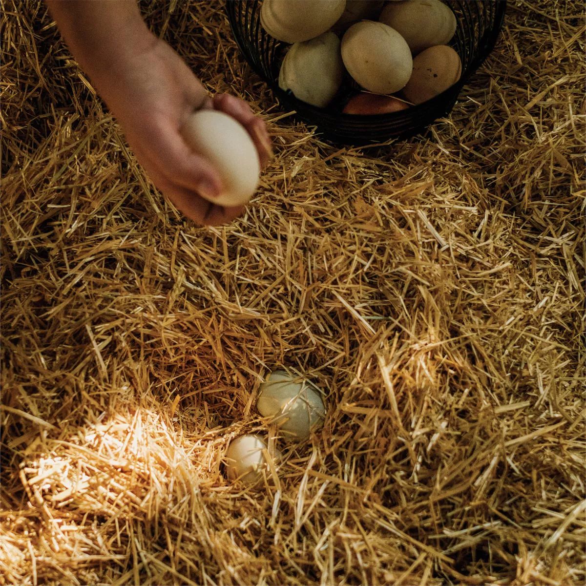 HealthiStraw FarmStraw 3 Cu. Ft. Coarse Premium Wheat Straw Animal Bedding - photo 3