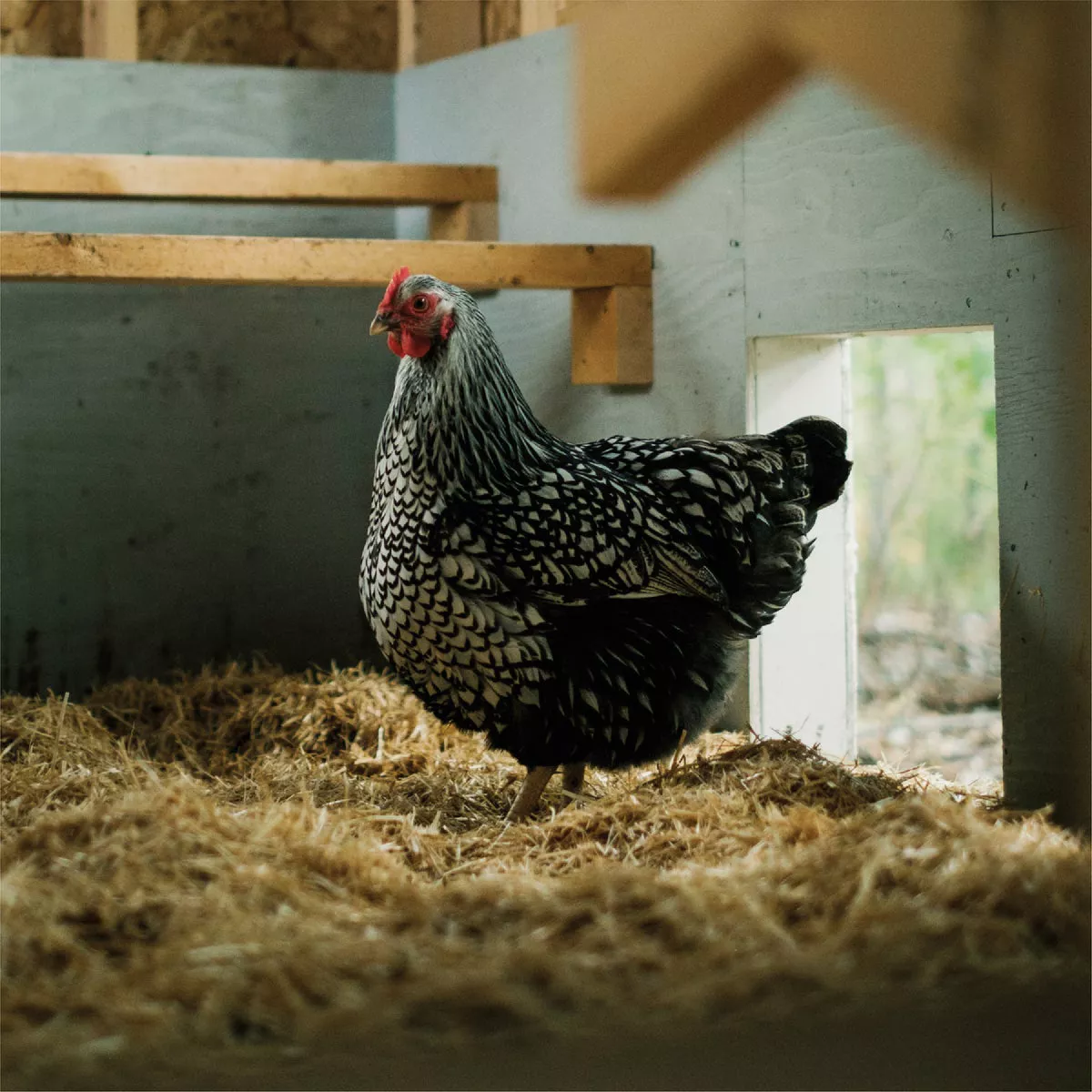 HealthiStraw FarmStraw 3 Cu. Ft. Coarse Premium Wheat Straw Animal Bedding - photo 5