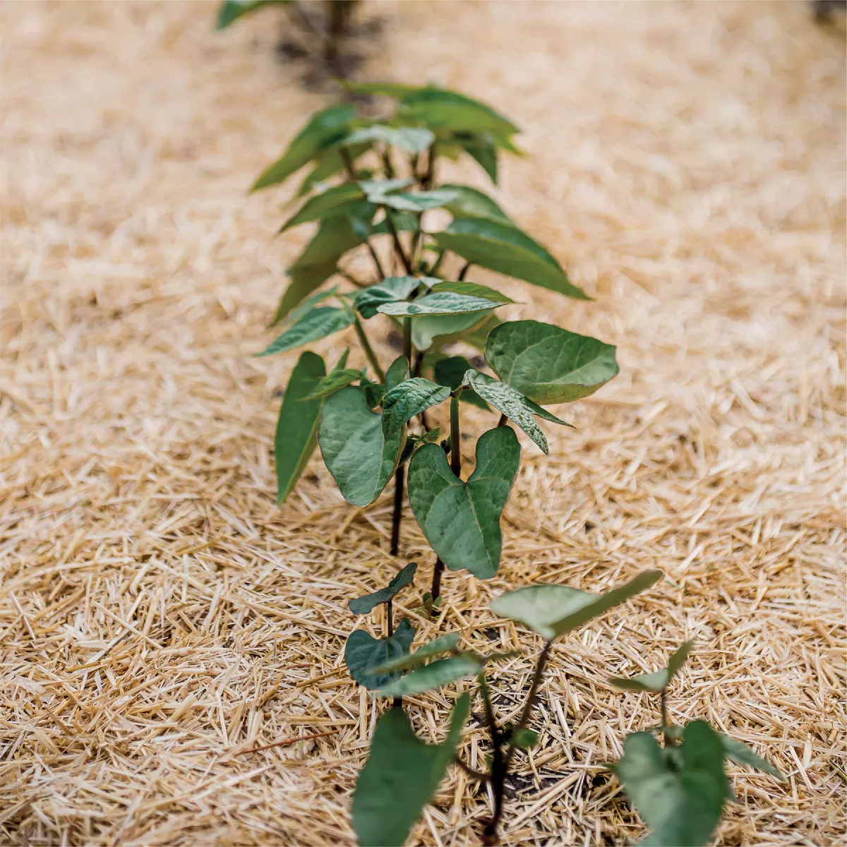 GardenStraw 3 Cu. Ft. Premium Wheat Straw Garden Mulch- - photo 2