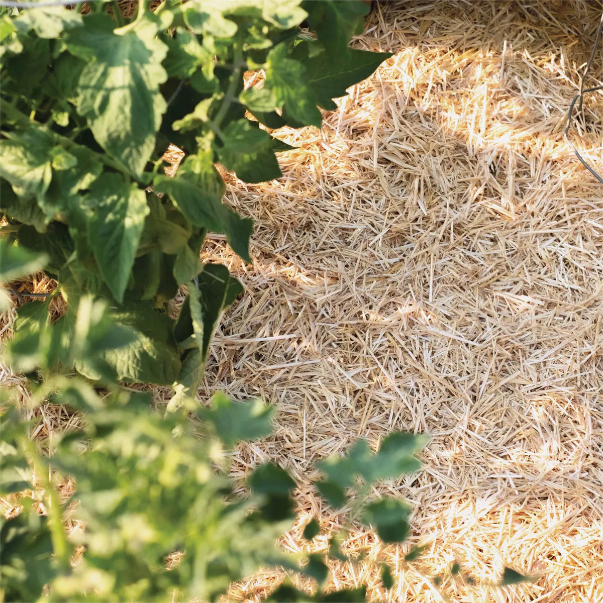 GardenStraw 3 Cu. Ft. Premium Wheat Straw Garden Mulch- - photo 3