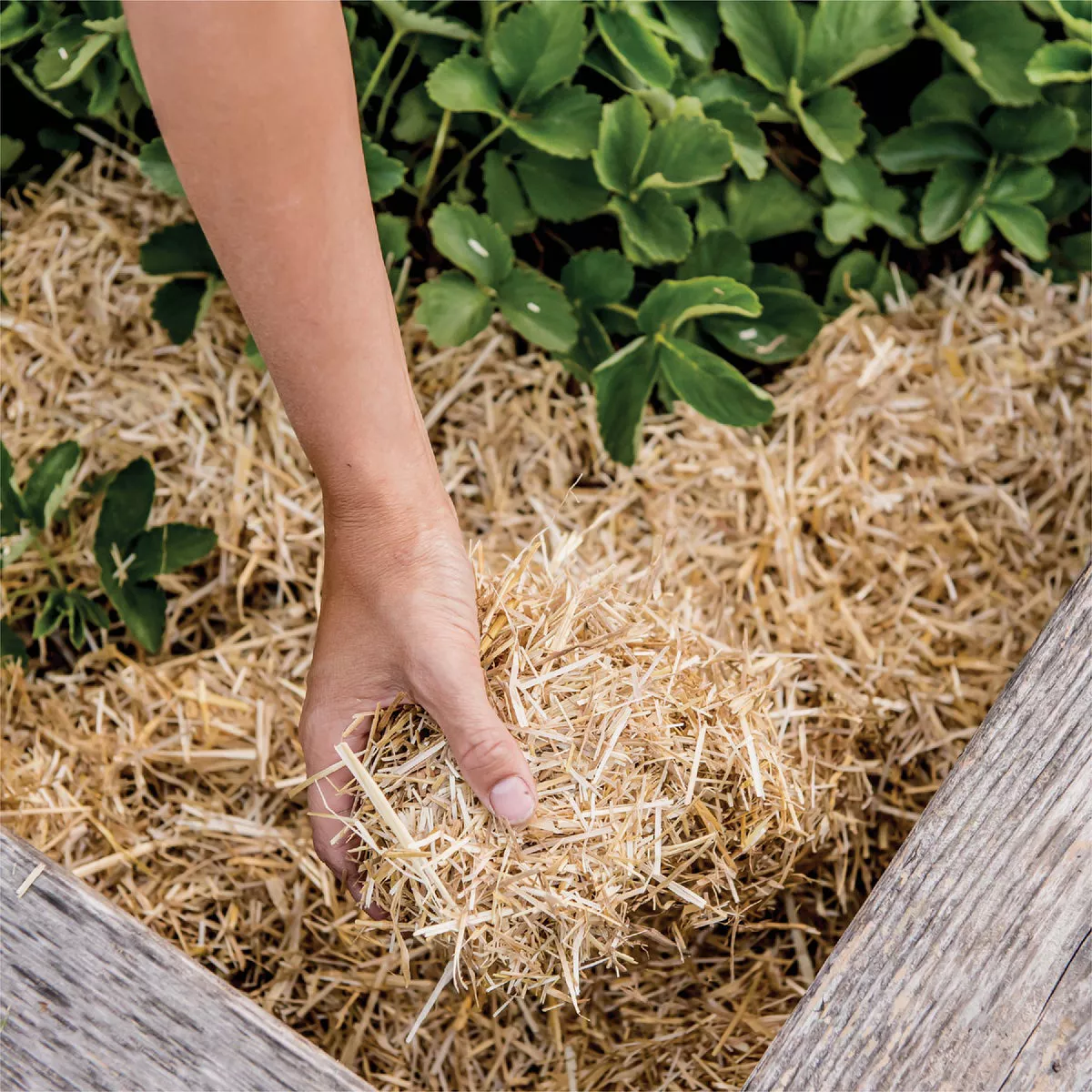 GardenStraw 3 Cu. Ft. Premium Wheat Straw Garden Mulch- - photo 4