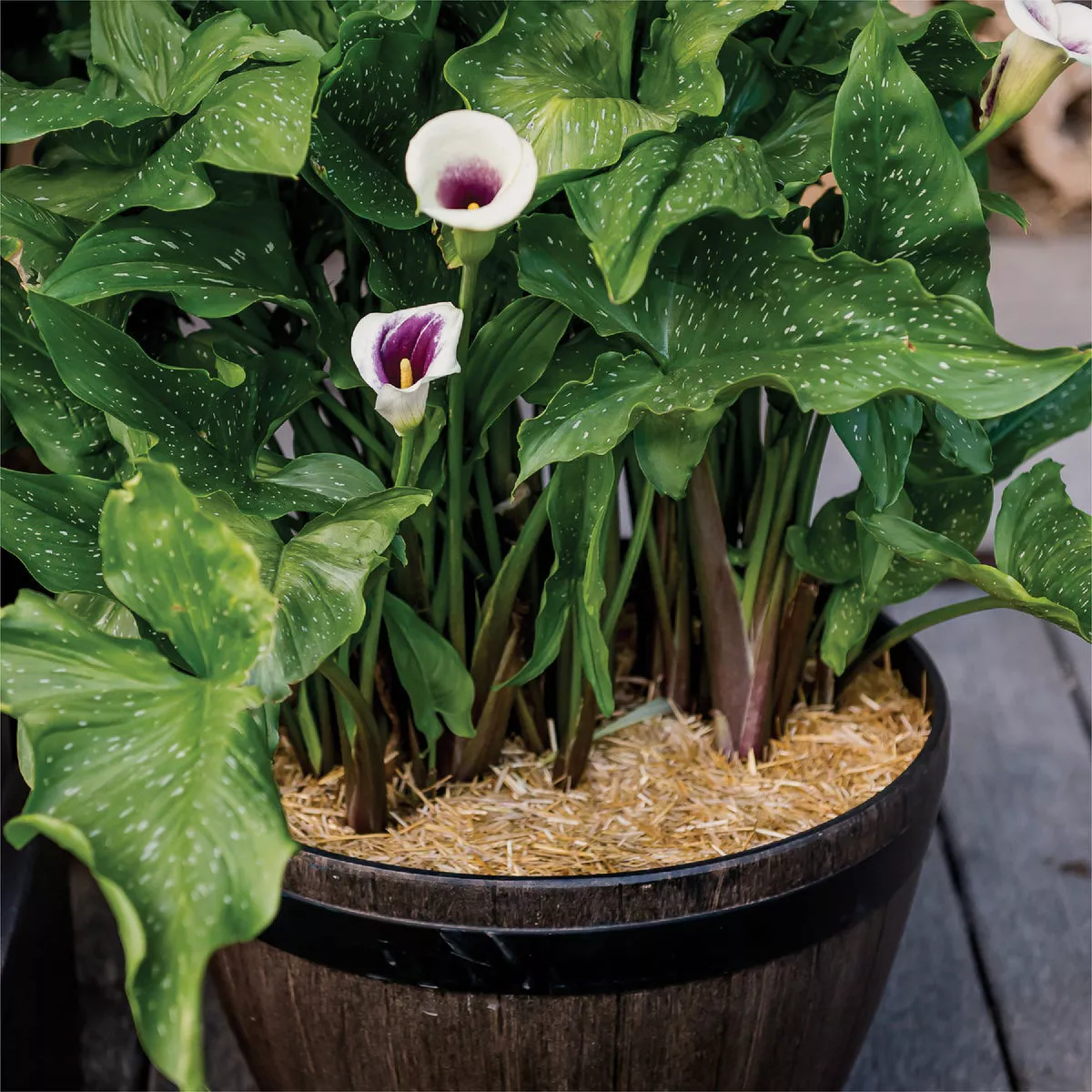 GardenStraw 0.5 Cu. Ft. Mini Premium Wheat Straw Garden Mulch - photo 3