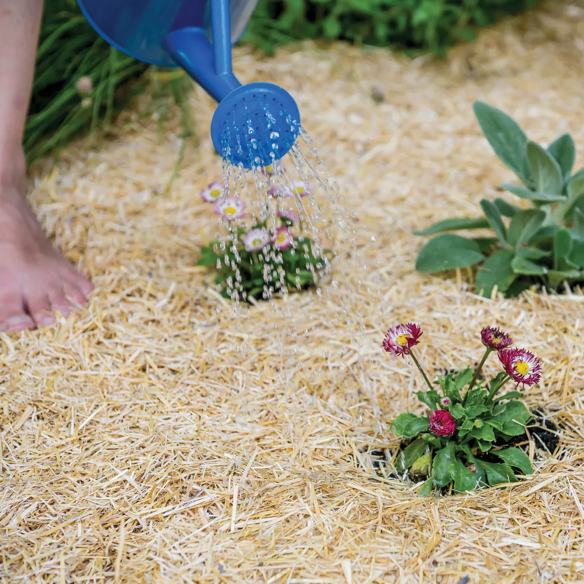 GardenStraw 0.5 Cu. Ft. Mini Premium Wheat Straw Garden Mulch - photo 4