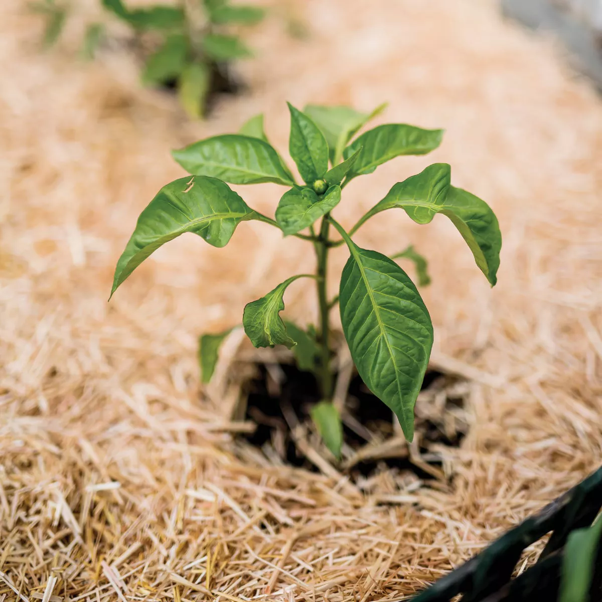 GardenStraw 0.5 Cu. Ft. Mini Premium Wheat Straw Garden Mulch - photo 6