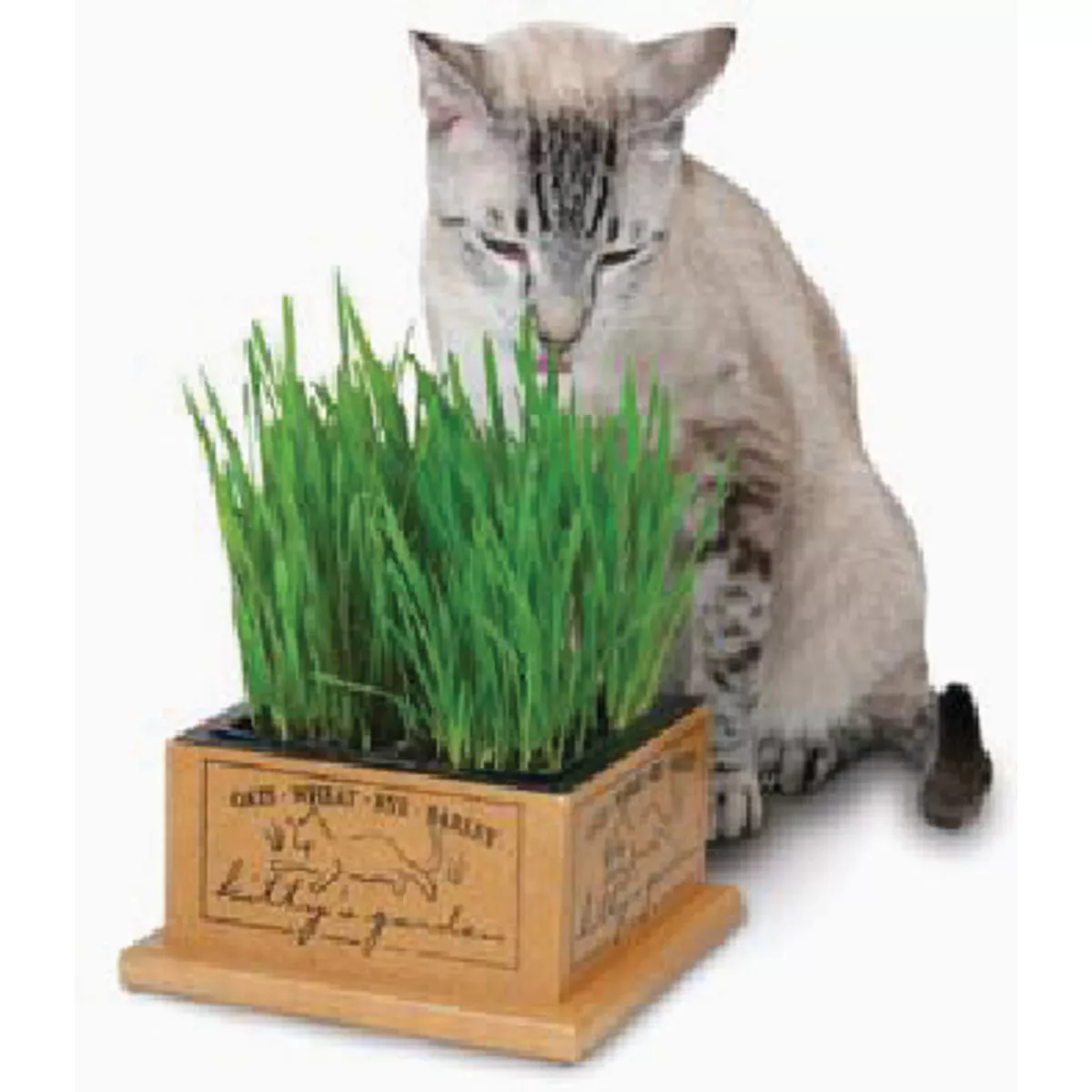 Smart Cat Kitty's Garden Grass Box