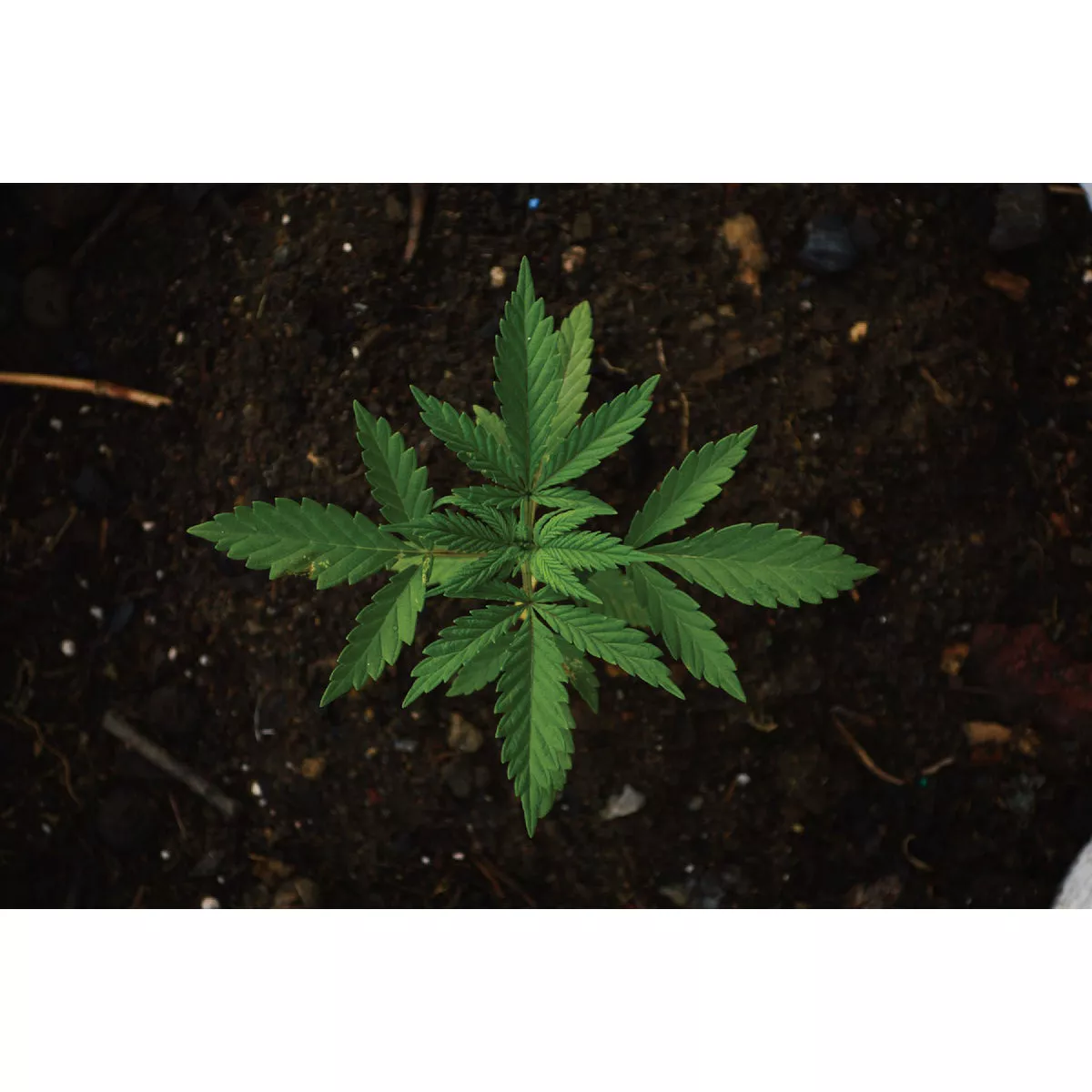 Miracle LED 11W Green Spectrum Wide Angle Grow Lite Bulb - photo 5