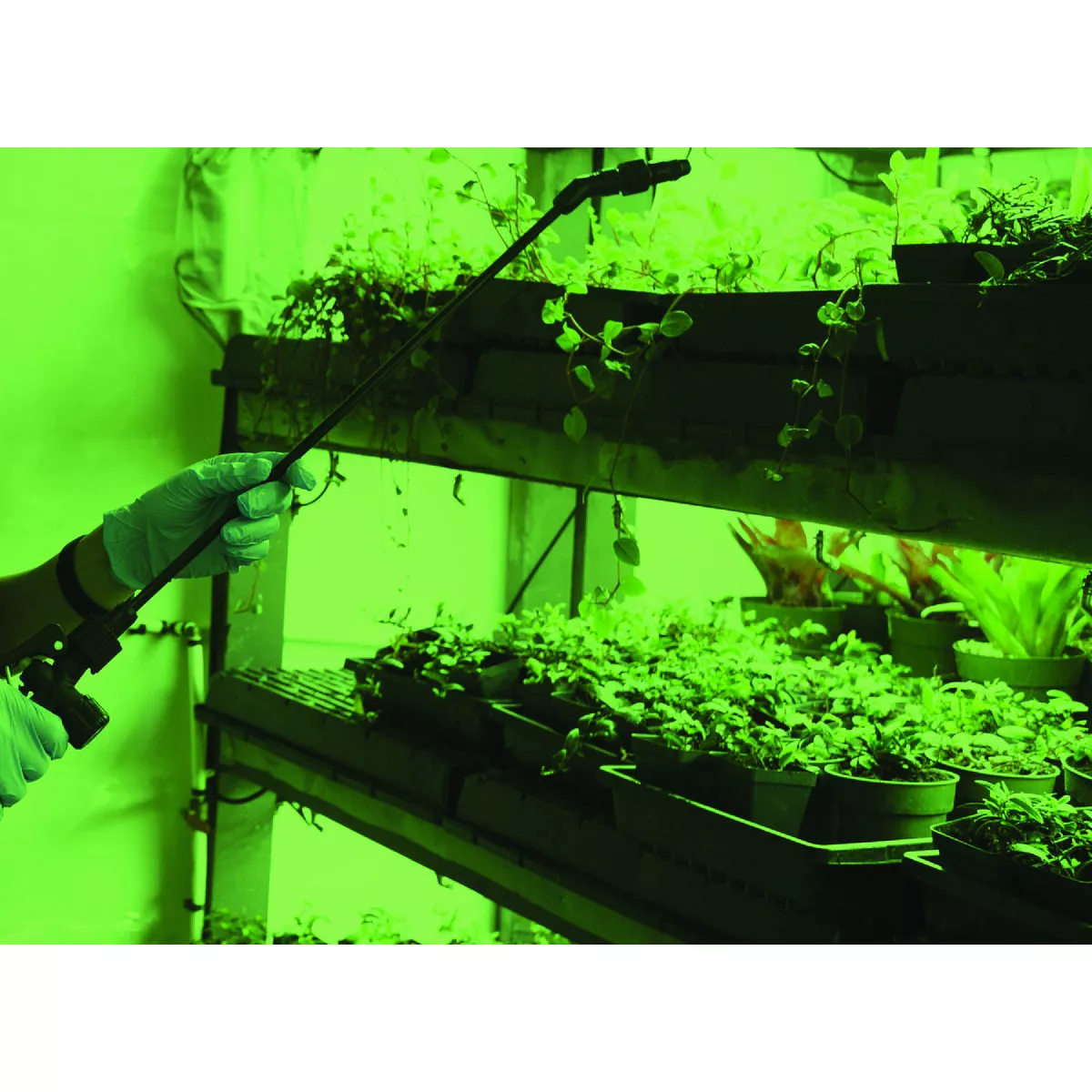 Miracle LED 11W Green Spectrum Wide Angle Grow Lite Bulb - photo 2