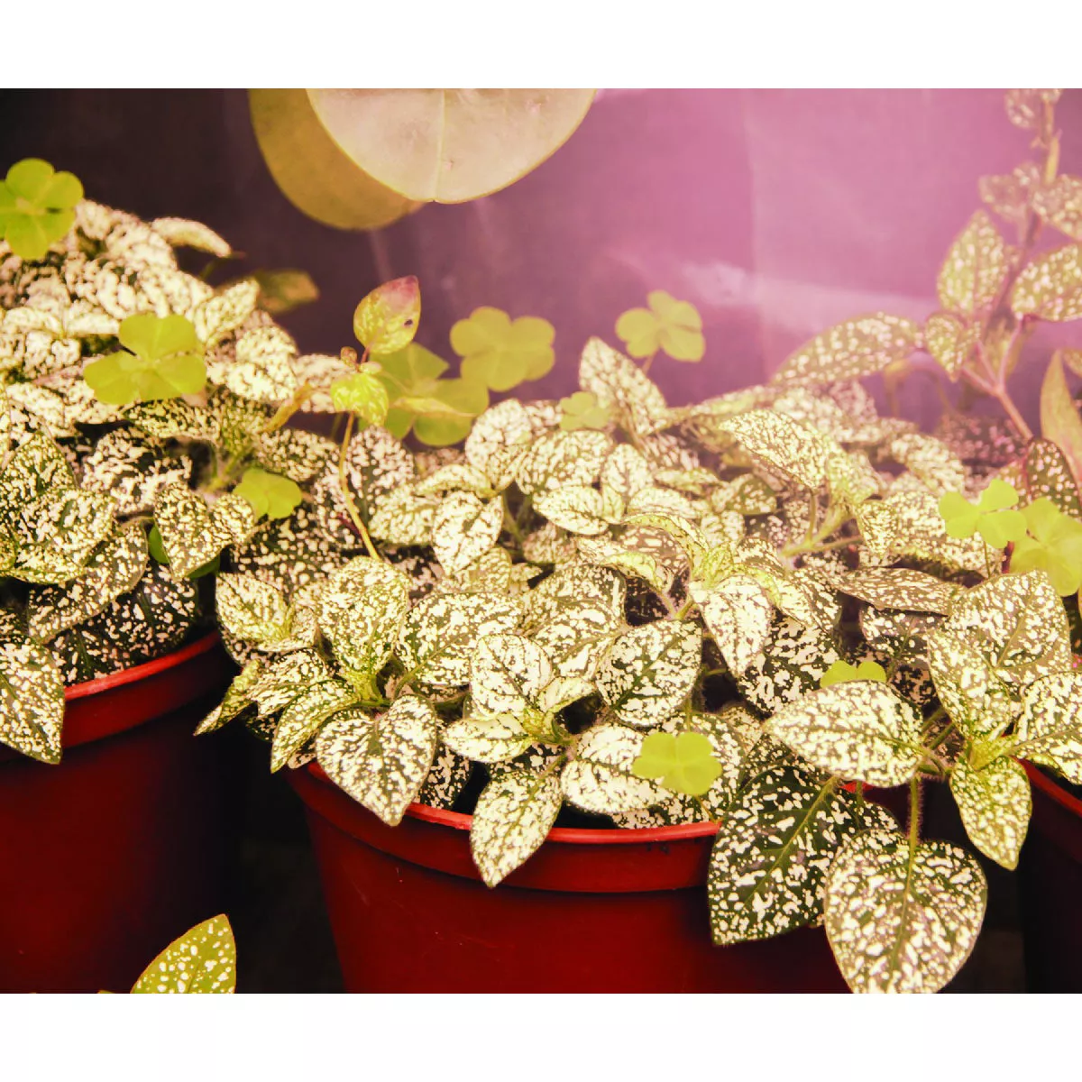 Miracle LED Absolute Daylight 9W Red Full Spectrum Grow Lite Bulb - photo 5