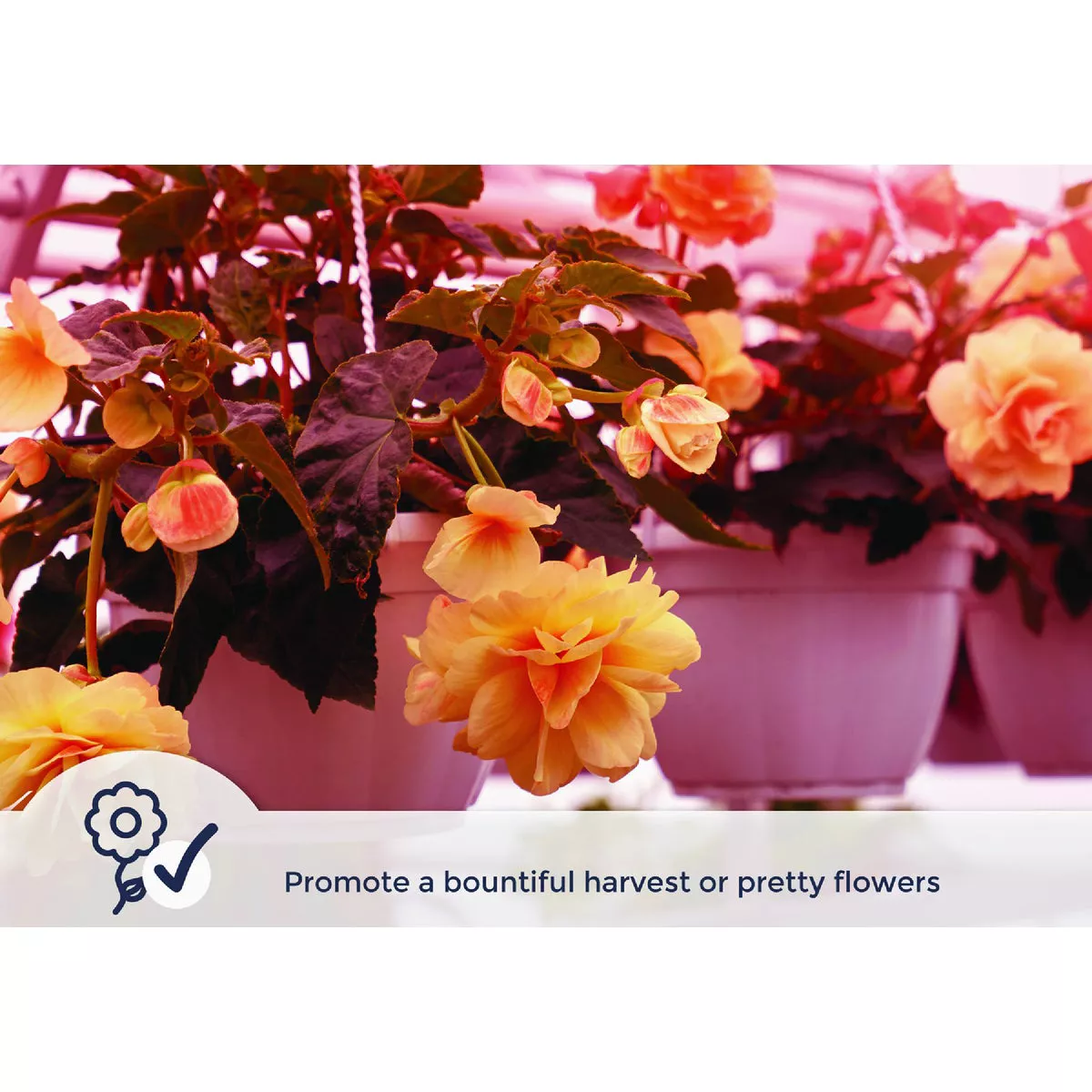 Miracle LED Absolute Daylight 9W Red Full Spectrum Grow Lite Bulb - photo 4