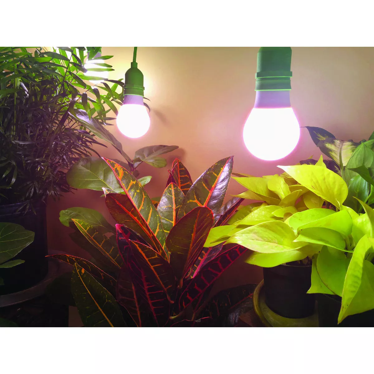 Miracle LED Absolute Daylight 9W Red Full Spectrum Grow Lite Bulb - photo 2